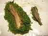ジオラマの作り方 ～パーツ製作インデックス～ 木に生えた苔（コケ）